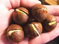  Bauple Nut,Prickly Macadamia, Queensland Nut، فندق استرالیایی